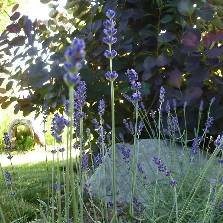 Mayr Apartament Thurn